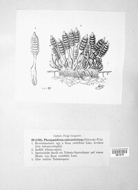 Phragmidium mucronatum image